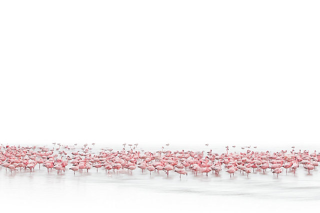 AMeniconzi_Namibia_Walvis_Bay_Flamingos_2945_STAMPAdarksrok-copy.jpg