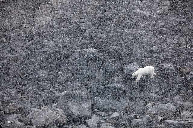 AMeniconzi_Svalbard_Sallyhamna_1527stk01.jpg